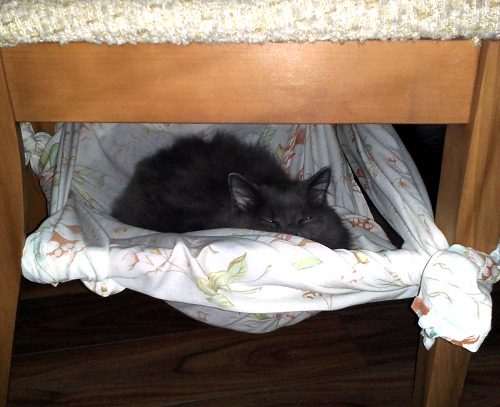 under table cat hammock