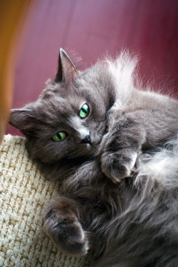 fluffy grey cat with bright green eyes