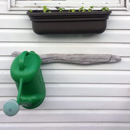 watering can and herbs