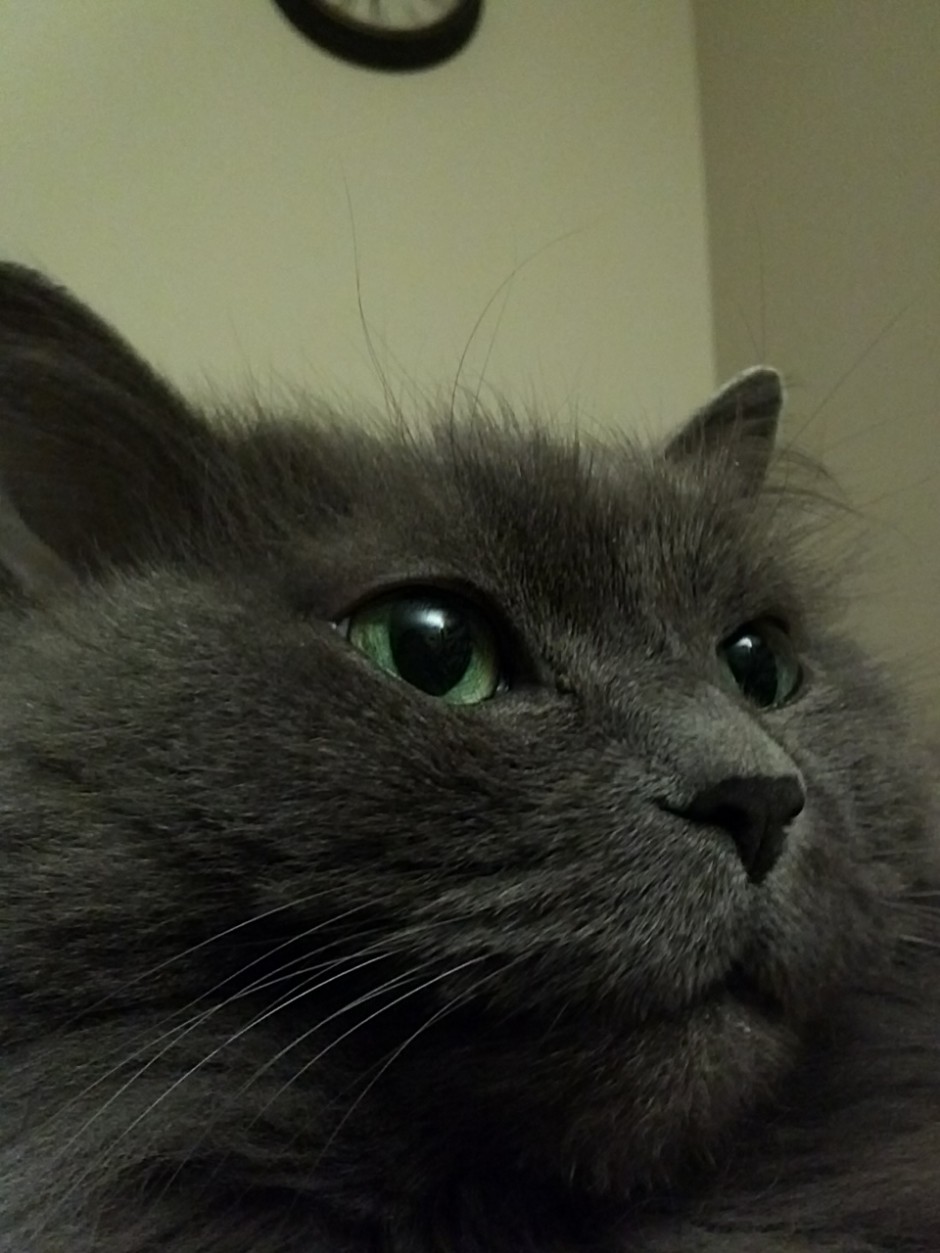fluffy grey cat 