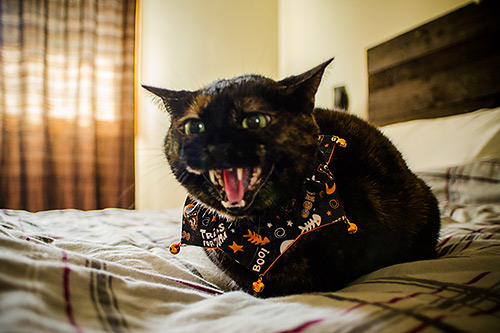 hissing cat at halloween