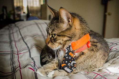 Businessman cat in a tie at Halloween