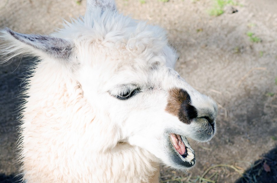 white llama
