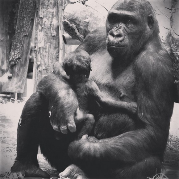 gorilla with baby in hungary