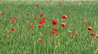 Poppies to Remember