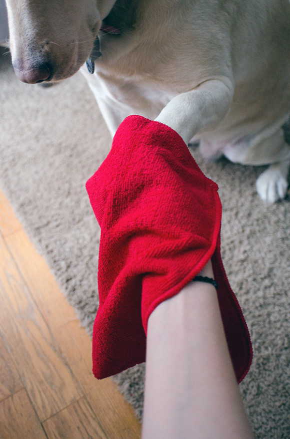 muddy mutt mitt paw