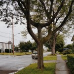 devil tree