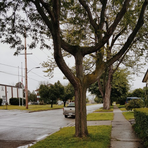 devil tree