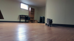 cat walking on vinyl plank