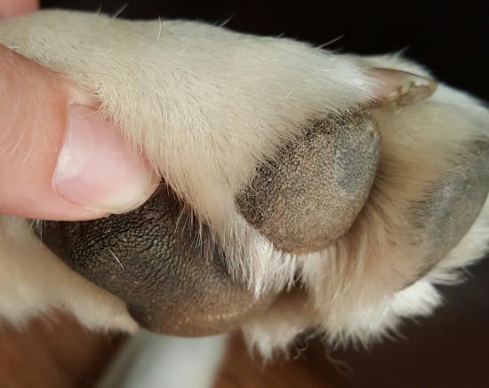 dog paws after Dermoscent treatment for hyperkeratosis