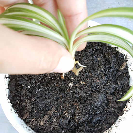 propagating new spider plants from baby plants
